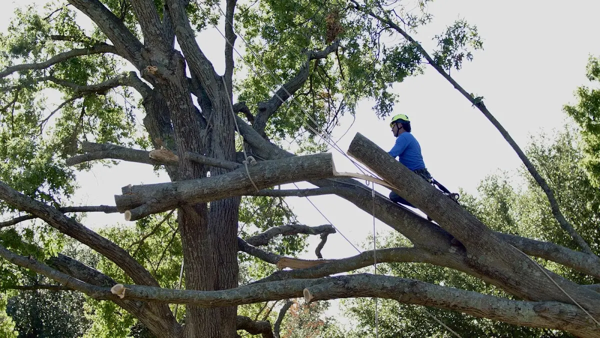 Professional Crown Thinning performed by certified arborists in Lena